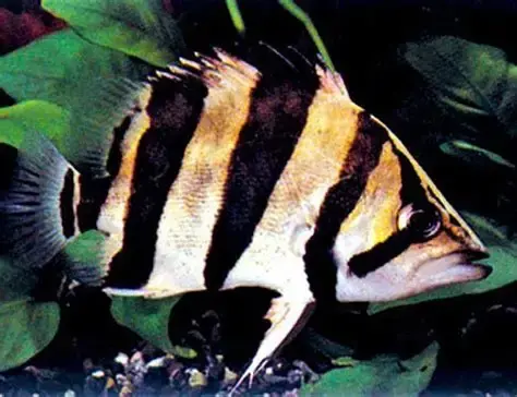 Golden king tiger pleco in aquarium